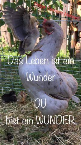 Das Leben ist ein Wunder